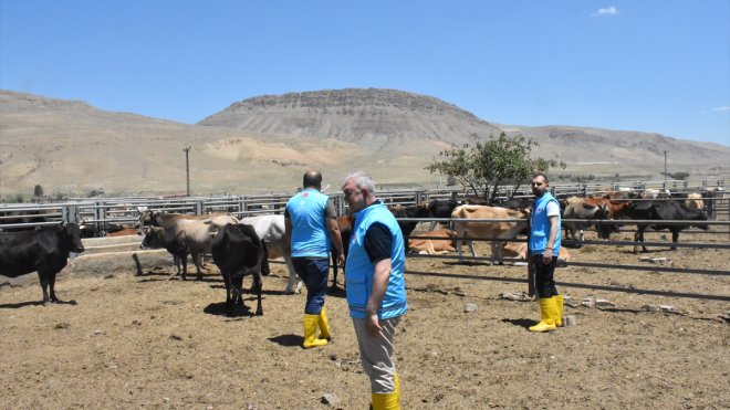 Van'da TDV'nin vekaleten kurban kesimi yapacağı tesislerde hazırlıklar tamamlandı