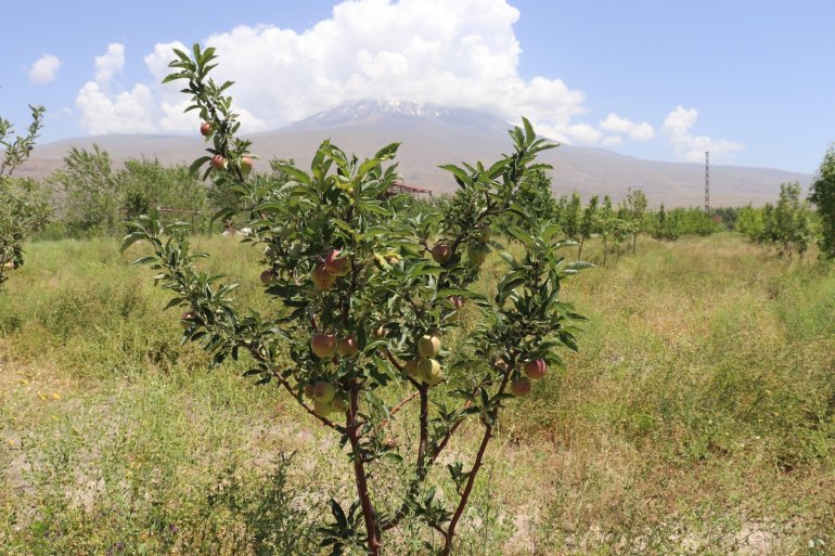 Ağrı Dağı eteklerindeki meyve bahçesi ilgi odağı oluyor12