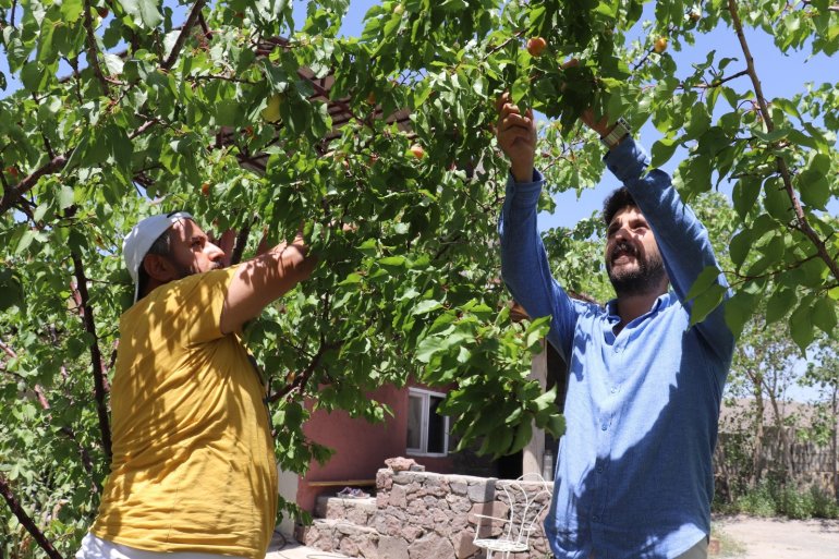 Ağrı Dağı eteklerindeki meyve bahçesi ilgi odağı oluyor4