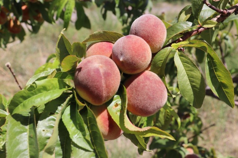 Ağrı Dağı eteklerindeki meyve bahçesi ilgi odağı oluyor10