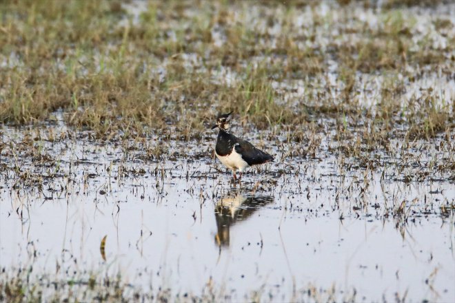 görüldü 4 Balık türü - AĞRI listedeki Gölü