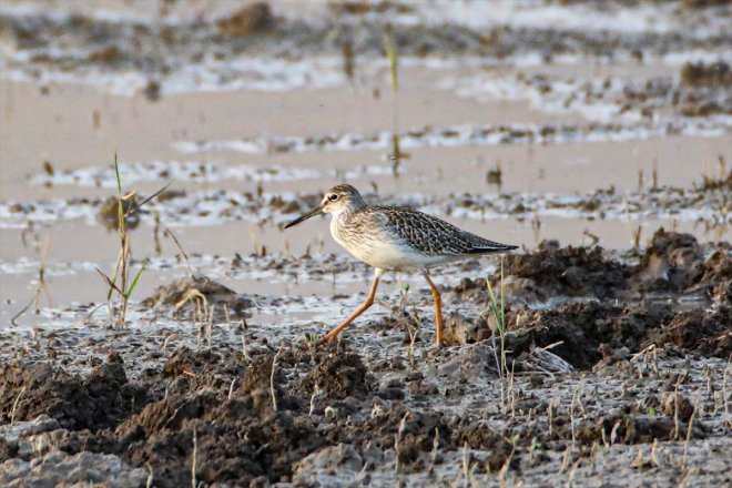 listedeki Balık Gölü