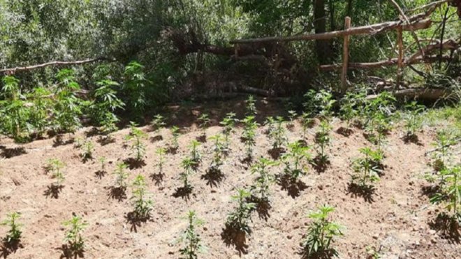 Bingöl'de 2 bin 507 kök Hint keneviri ele geçirildi