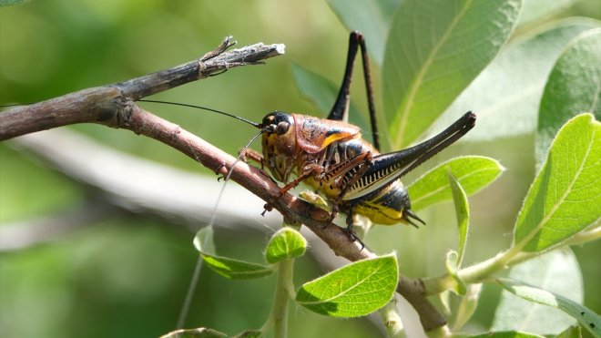 Bingöl'de istilacı çekirgeler tarımsal ürünler için tehdit oluşturuyor