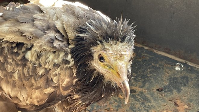 Elazığ'da bitkin halde bulunan Mısır akbabası tedavi edilecek