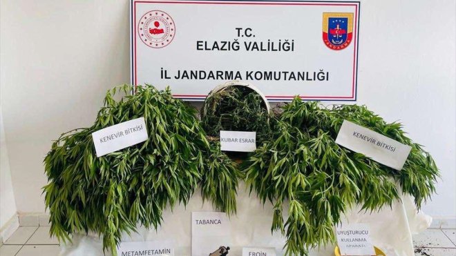 Elazığ'da 663 kök Hint keneviri ile 2,5 kilogram esrar ele geçirildi