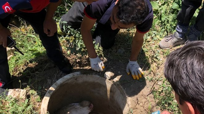 Erzincan'da kanalizasyon kuyusuna düşen ineği itfaiye ekipleri kurtardı