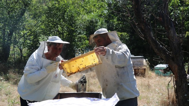 ERZİNCAN - Turistik ilçedeki çiftlikte üretime gönüllü katılıp masrafsız tatil yapıyorlar1