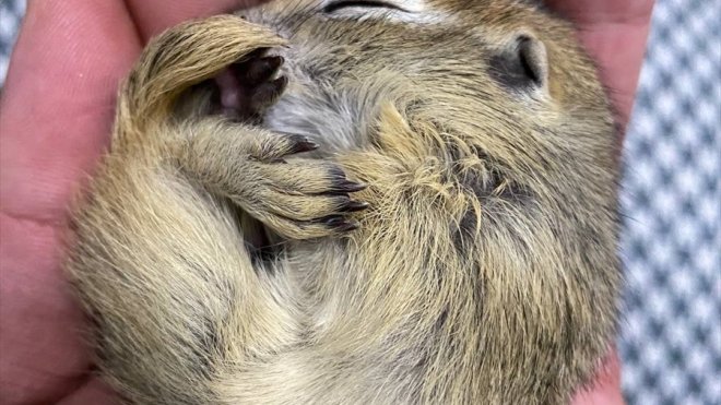 Erzurum'da bitkin bulunan Anadolu yer sincabı, koruma altına alındı