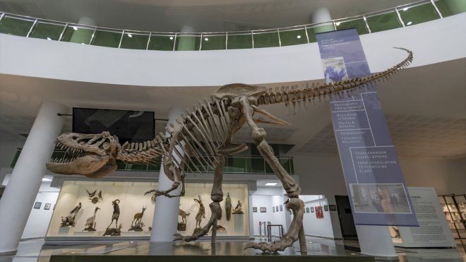 Erzurum'da kurulan Biyoçeşitlilik Bilim Müzesi'nde milyonlarca yıllık fosiller sergilenecek