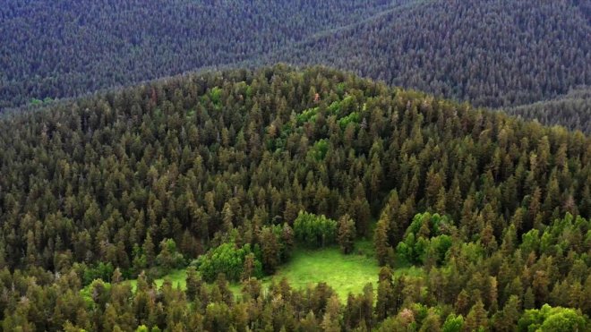 KARS - Bozayıların kaşındığı ağaçlar ve çevresinde kesim yapılmayacak1