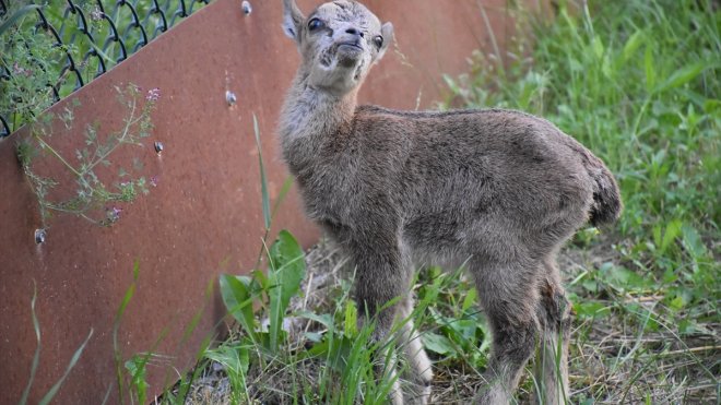 Doğada bitkin halde bulunan dağ keçisi yavrusu biberonla besleniyor