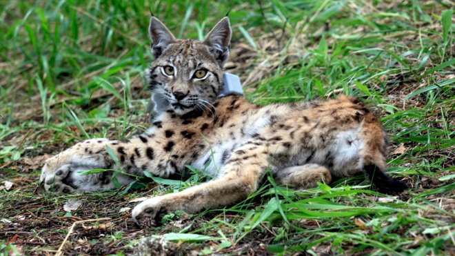 Vaşak "Ulu" bir yılda 2 bin 200 kilometre yol yürüdü
