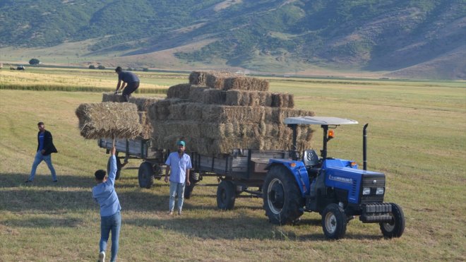 Muş'ta çiftçilerin ot biçme mesaisi başladı