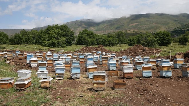 MUŞ - Devlet desteğiyle arıcılık yapan çift, kaliteli üretim için 3 kentin yaylalarını dolaşıyor1