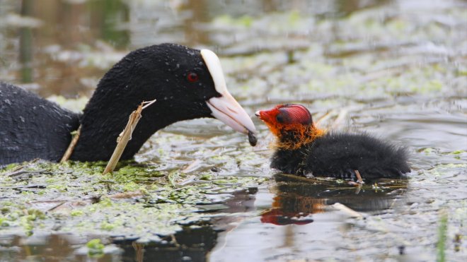Sakarmekenin yavrularını besleme anı kameraya yansıdı
