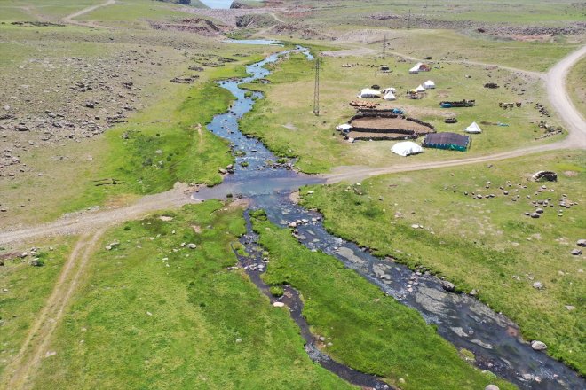 koyun başladı Sinek kırkma Yaylası