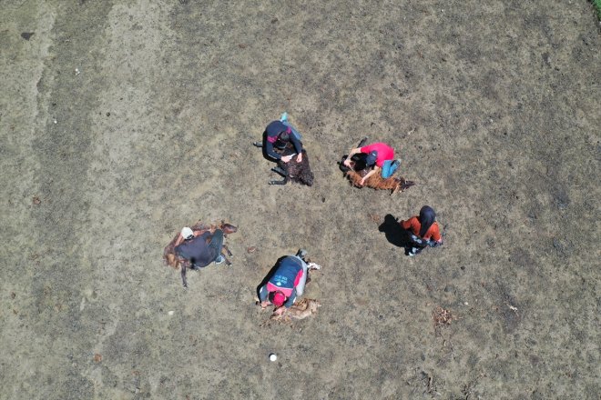 Sinek mesaisine Yaylası