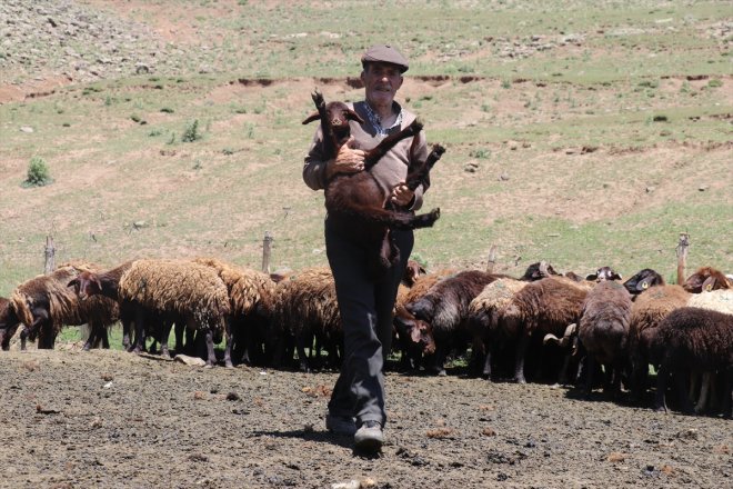 başladı Sinek kırkma mesaisine göçerler koyun Yaylası