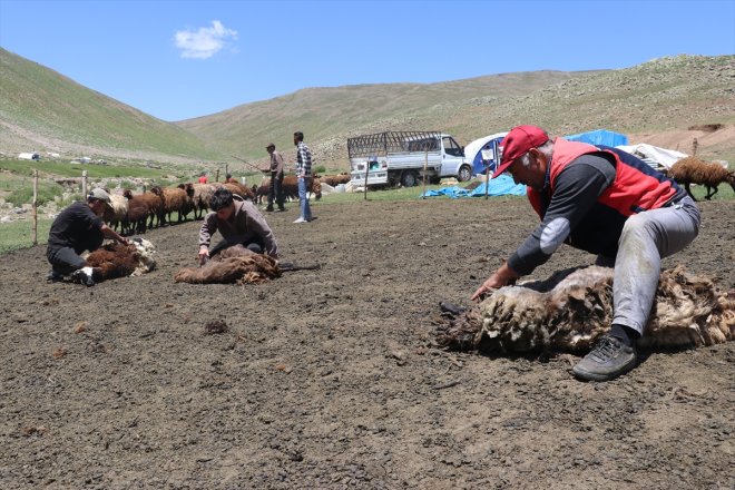 mesaisine koyun Sinek Yaylası