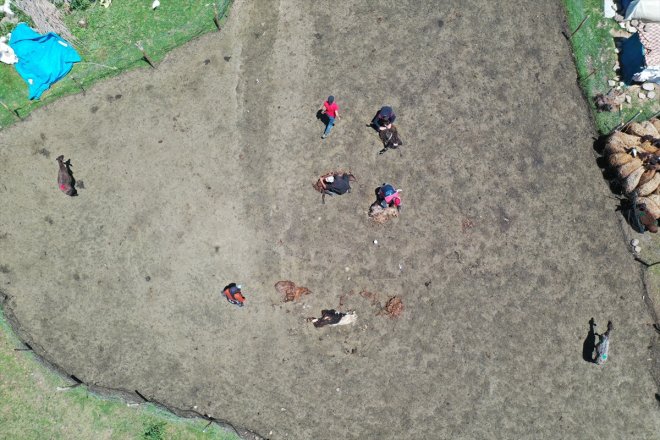 Sinek kırkma Yaylası