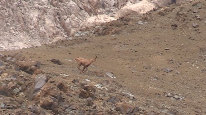 Tunceli'de koruma altındaki çengel boynuzlu dağ keçisi görüntülendi