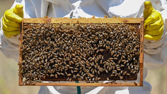 Van'da üreticiler verilen desteklerle bal üretimini artırıyor