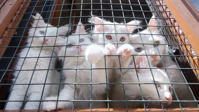 Van kedisi yavrularının sayısının artırılmasında hedef bir önceki yılın üzerine çıkmak