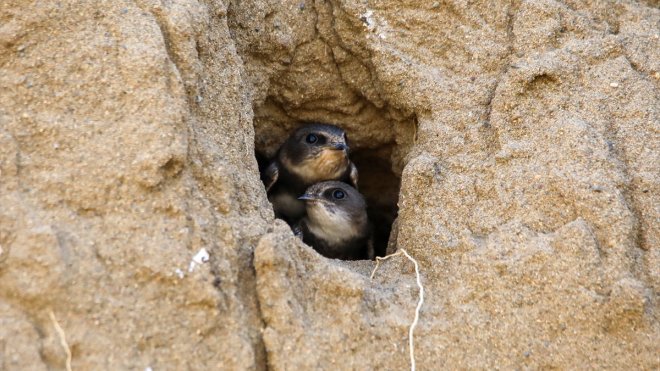 Koruma altına alınan kırlangıç yuvaları, fotoğrafçıların uğrak yeri oldu