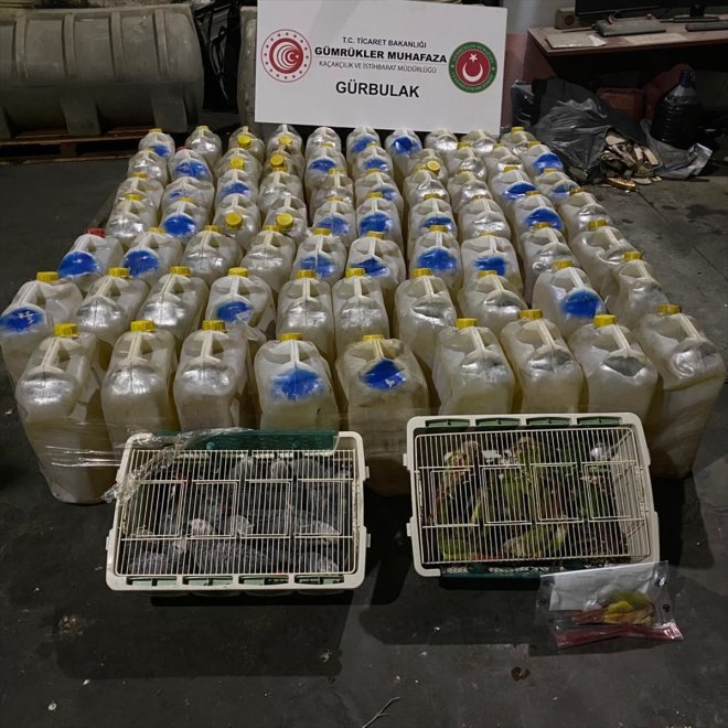 Yurda kaçak sokulan 46 papağan korumaya alındı