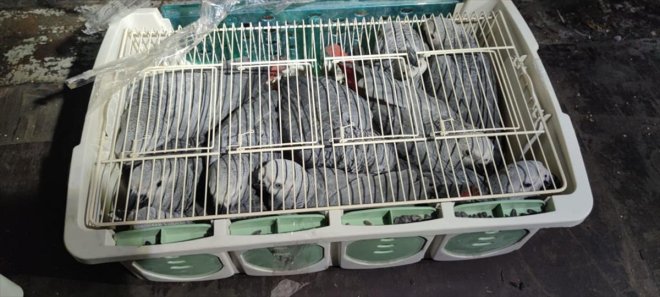 Yurda korumaya alındı sokulan papağan kaçak 46 2