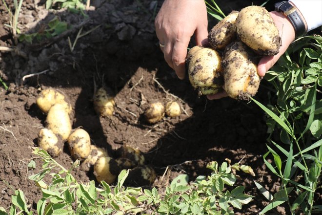 verim bekliyor desteğiyle patates Ağrı