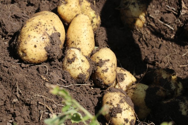 eken çiftçiler verim patates Ağrı
