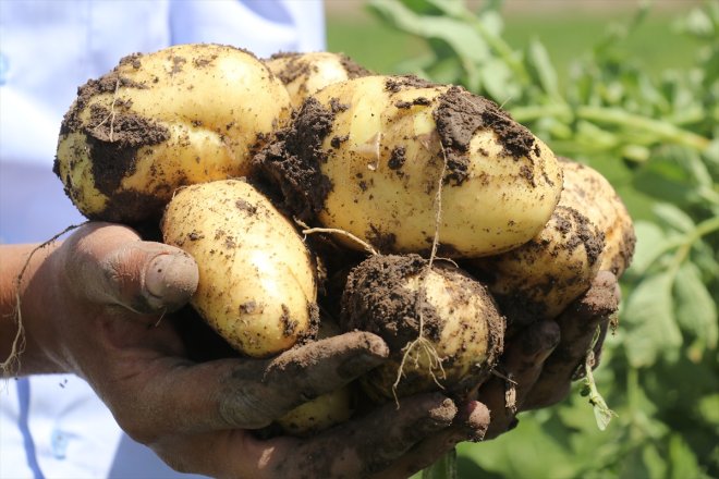 desteğiyle verim çiftçiler devlet eken patates yüksek Ağrı