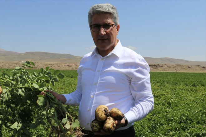 eken patates devlet desteğiyle verim bekliyor çiftçiler yüksek Ağrı