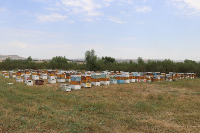 geven Ağrılı balı hasadında tescilli arıcılar 1