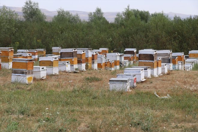 Ağrılı hasadında geven balı arıcılar tescilli 2