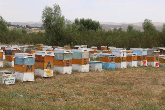 balı tescilli arıcılar geven hasadında Ağrılı 4