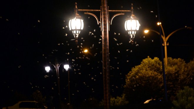 ARDAHAN - Bir günlüklerin ölüm uçuşu başladı1