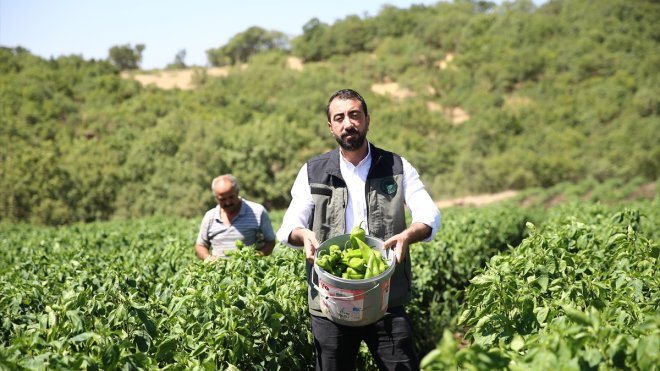 Bingöl'de devletin verdiği sebze fideleri atıl arazileri canlandırdı