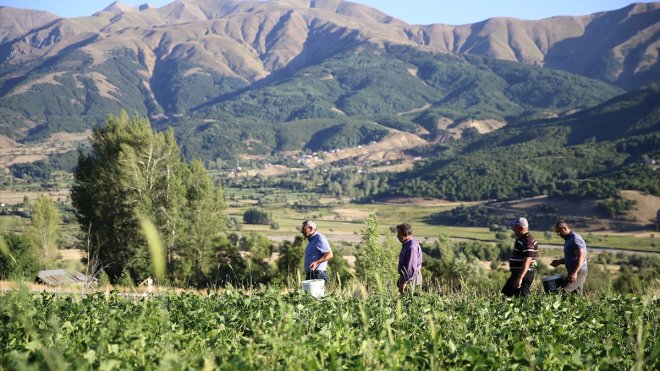 Bingöllü Çerkezler terör nedeniyle terk ettikleri köylerine dönüyor