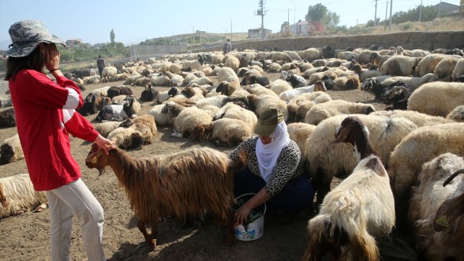 BİTLİS - Küçükbaş hayvan sürüleri Nemrut Dağı eteklerinde besleniyor1