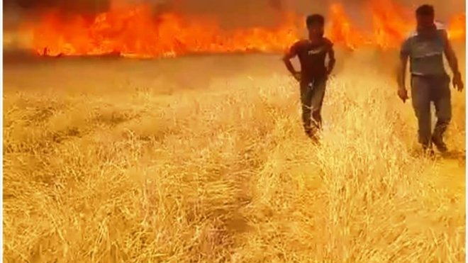 Bulanık'ta çıkan yangında buğday ve arpa ekili ekili alan zarar gördü