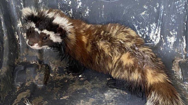 Erzurum'da girdiği marketten 10 saatte çıkarılan sansar doğaya bırakıldı