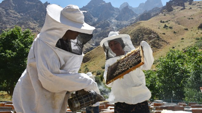 HAKKARİ - Kooperatif kuran Hakkarili kadınlar, arıcılıkta söz sahibi olmak istiyor1
