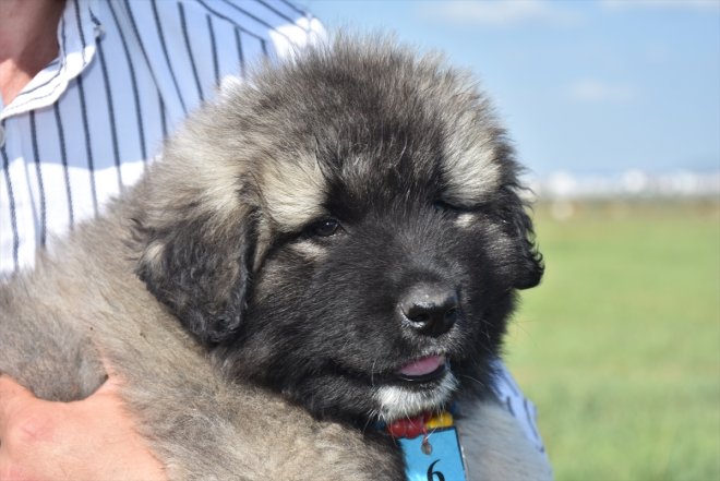 Coğrafi işaretli "Kars Türk çoban köpeği"nin ırkı korunuyor