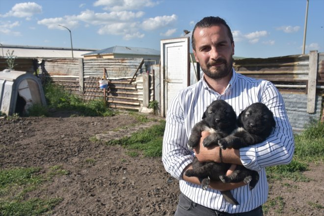 KARS çoban işaretli Türk ırkı Coğrafi Kars korunuyor köpeğinin - 2