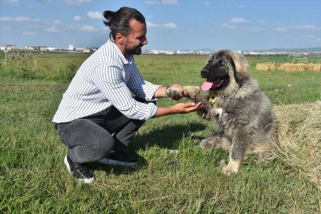 korunuyor Türk - çoban KARS köpeğinin işaretli Coğrafi ırkı Kars 11
