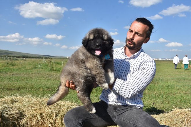 - köpeğinin Coğrafi çoban KARS ırkı korunuyor işaretli Türk Kars 3