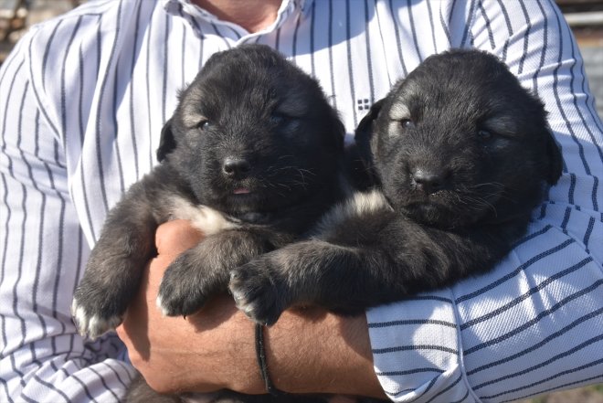 köpeğinin Coğrafi Türk KARS Kars çoban işaretli ırkı korunuyor - 4